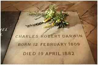 A wreath of plants from Charles Darwin’s garden lie on his grave on the 200th anniversary of his birth at Westminster Abbey on February 12, 2009 in London. (Peter Macdiarmid/Getty Images)&nbsp;