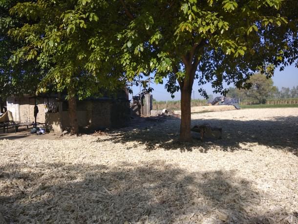 Chhoal, a useful byproduct, gets some fresh air and sun at a gur producing crusher