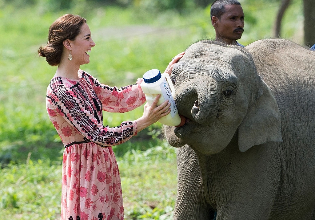 Kate Middleton, Duchess of Cambridge feeds a baby elephant on her visit to Kaziranga, Assam. (Arthur Edwards/Pool via Getty Images)