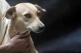 A stray dog (Kunal Patil/Hindustan Times via Getty Images)