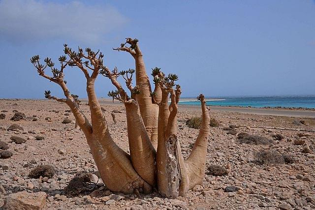 Bottle Tree, Socotra island (Rod Waddington/Flickr/Wikimedia Commons)