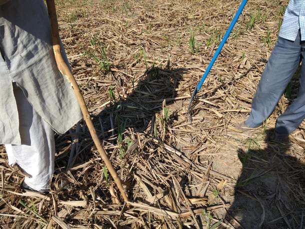 Farmers in Chhota Mawana, after the crop left for sugar mill