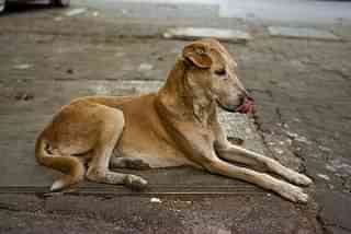 What keeps the dogs on the streets? (Photo: Victor Grigas/Wikimedia Commons)