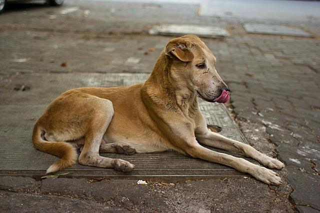 What keeps the dogs on the streets? (Photo: Victor Grigas/Wikimedia Commons)