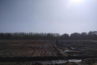 A field irrigated and ready for corn and sugarcane plantation on Hapur road