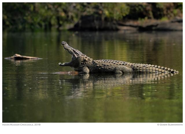 Indian Mugger Crocodile
