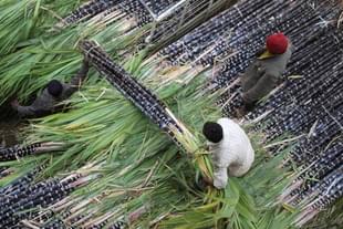 Sugarcane being transported (GettyImages)