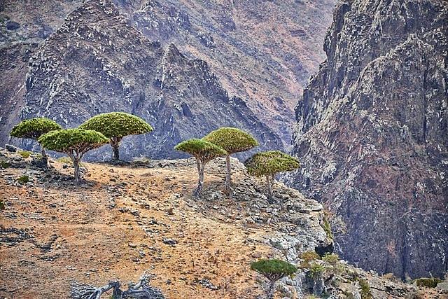 Dragon’s blood trees are endemic to Socotra island. (Rod Waddington/Flickr/Wikimedia Commons)
