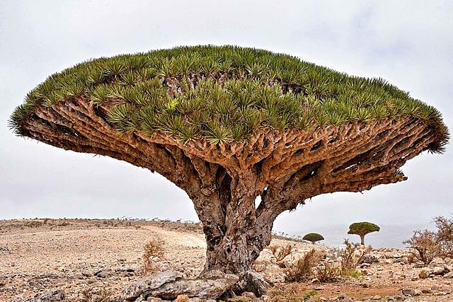 Dragon’s blood tree in Socotra island (Rod Waddington/Flickr/Wikimedia Commons)