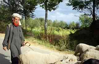 A Muslim cattle herder in Jammu and Kashmir. (flowcomm via Wikimedia Commons)