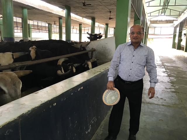 Vinay Singal feeding cows at his <i>gaushala</i> in Dullon Khurd, Ludhiana