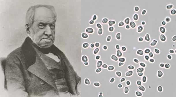 Robert Brown and Brownian motion