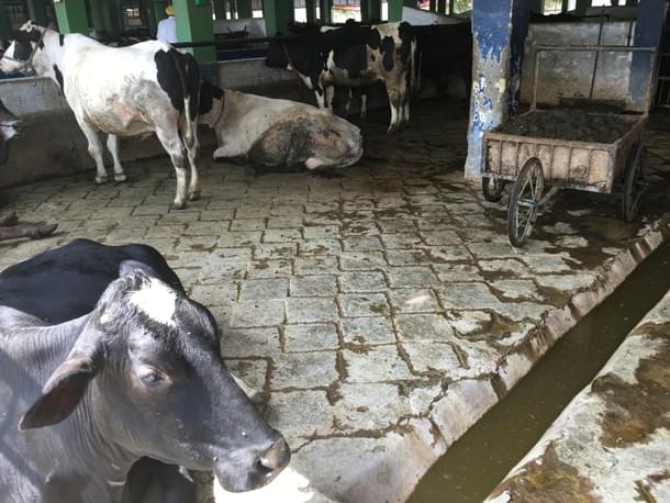 A <i>gaushala</i> in Ludhiana 