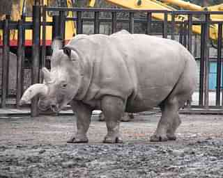 Northern White Rhino at a zoo in the Czech Republic (Mistvan/Wikimedia Commons)