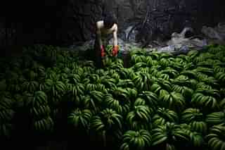 A worker checks bananas at a warehouse. (China Photos/Getty Images)