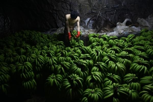 A worker checks bananas at a warehouse. (China Photos/Getty Images)