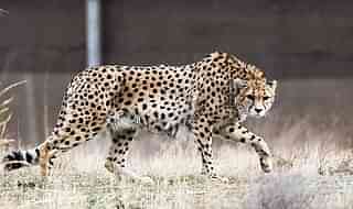 An Asiatic cheetah in Iran. (Tasnim News Agency/Wikimedia Commons)