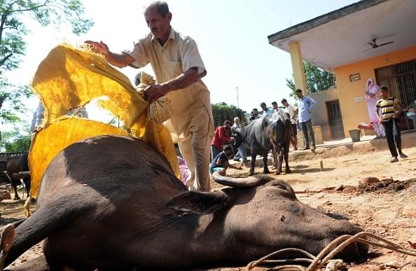 A villager covering the carcass of a buffalo killed by the splinters of mortar shell at Sai village in Abdullia sector about 55 km from Jammu, on 28 August 2015 