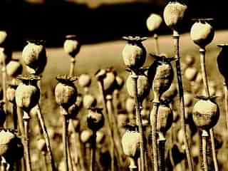 Opium poppy heads (Alastair Rae/Flickr.com)
