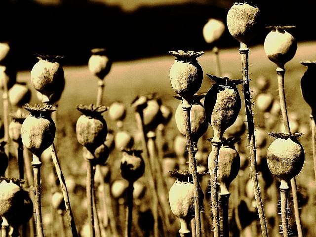 Opium poppy heads (Alastair Rae/Flickr.com)