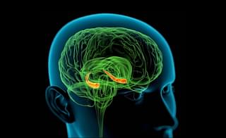 The hippocampus in the brain, depicted in orange, is the seat of memory. (<a href="http://newsroom.cumc.columbia.edu/blog/2012/08/30/how-ptsd-impairs-learning-and-memory/">Columbia University Irving Medical Centre</a>)