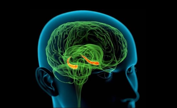 The hippocampus in the brain, depicted in orange, is the seat of memory. (<a href="http://newsroom.cumc.columbia.edu/blog/2012/08/30/how-ptsd-impairs-learning-and-memory/">Columbia University Irving Medical Centre</a>)