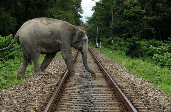 An elephant crossing a railway track near Siliguri (REPRESENTATIVE IMAGE) (<a href="https://www.flickr.com/photos/rikkis_refuge/5004641148">Rikki’s Refuge</a>/Flickr)