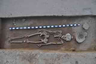 A human skeleton found at the Rakhigarhi site. (pic via Twitter)