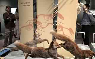 Steinhardt Museum of Natural History recently opened to the public after nearly 20 years and houses more than 3,000 items and artifactsPhoto: Jessica Steinberg via Times of Israel