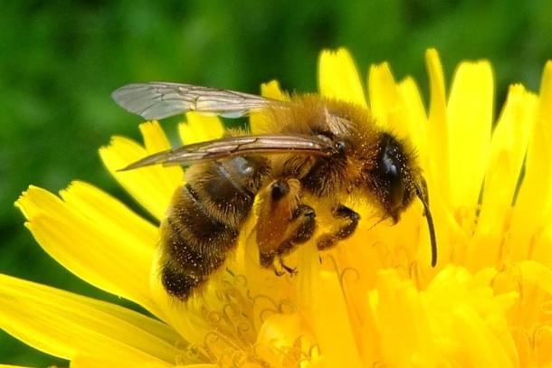 Honey bee on a dandelion (Orangeaurochs/Wikimedia Commons) 