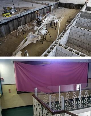 (Top) Work in progress at the Steinhardt Museum of Natural History in Tel Aviv: Whale skeleton replica getting prepared. (Bottom) Science under veil: Exhibit on human evolution kept under shroud at the Biblical Museum of Natural History, Beit Shemesh,Jerusalem.  Pictures Courtesy: ‘Times of Israel’