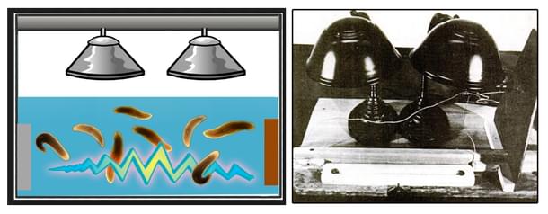 McConnell’s setup for conditioning the flatworms: Photo <i>New Scientist</i>