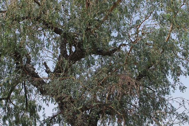 The tree of life: Khejri tree and <i>sangri </i>growing on it.   