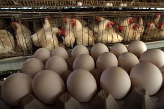 A poultry farm. (David Silverman/Getty Images)