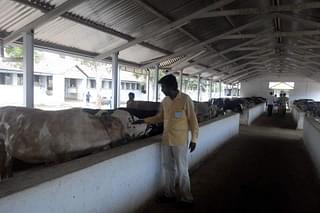 Sasikumar at a cow shelter.