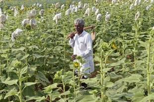 Farm loan waivers don’t help with farm productivity, says RBI. 