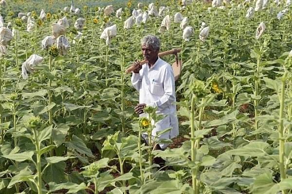 A farmer seen surveying his crop. There is now a need to shift attention from farm loan waivers to farm finance.
