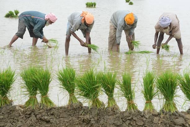 Indian farm labourers plant paddy seedlings in a field on the outskirts of Amritsar. (NARINDER NANU/AFP/Getty Images)