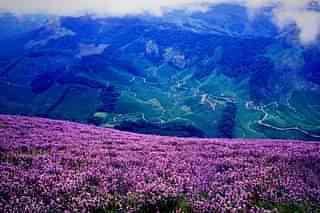 A picture of the valley during the 1994 flower bloom. (Balan Madhavan via Kerala Tourism site)