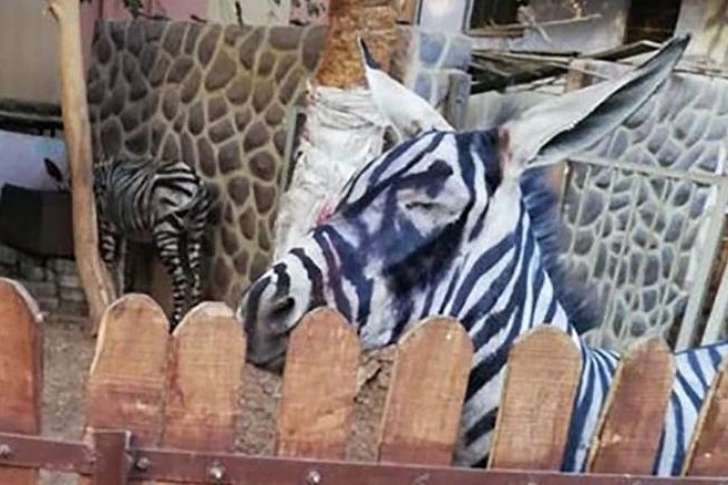 The donkey donning the zebra’s avatar (Mahmoud Sarhan/Facebook)