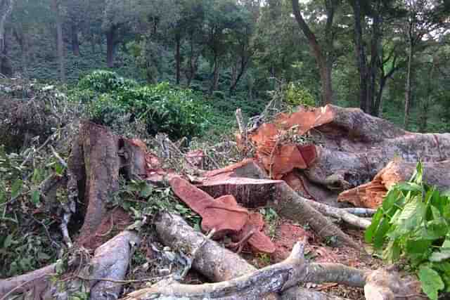 Trees axed - representative image (via Twitter) 