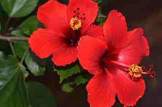 Hibiscus ... sacred, medicinal