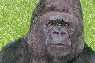 Koko, the gorilla. (Gorilla Foundation @kokotweets)