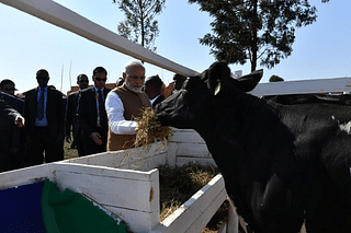 Modi gifts cows to Rwandan villagers. (Twitter)