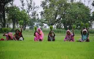 Women farmers sowing paddy in their field in Uttar Pradesh. (Deepak Gupta/ Hindustan Times via Getty Images)