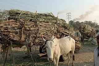 A bullock carts laden with sugarcane outside a sugar factory in Maharashtra. (PUNIT PARANJPE/AFP/Getty Images)