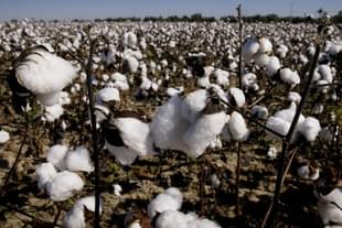 Cotton, most of which is genetically modified,  waits to be harvested from a farm near Clarksdale, Mississippi. (Scott Olson/GettyImages)