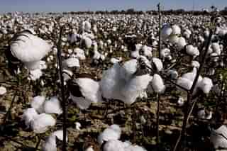 Cotton, most of which is genetically modified,&nbsp; waits to be harvested from a farm near Clarksdale, Mississippi. (Scott Olson/GettyImages)