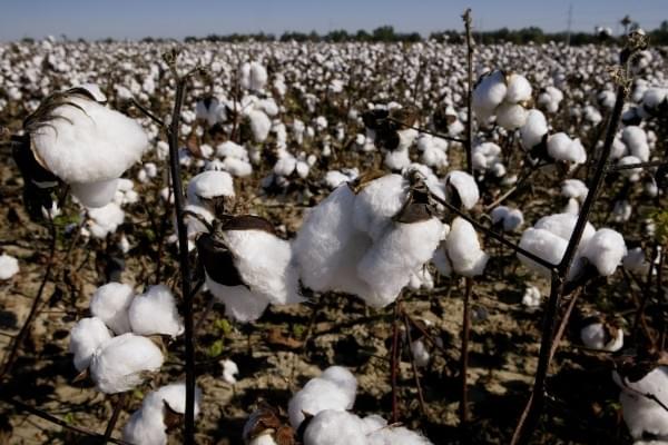 Cotton, most of which is genetically modified,  waits to be harvested from a farm near Clarksdale, Mississippi. (Scott Olson/GettyImages)