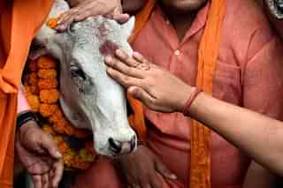 BJP Yuva Morcha activists offering puja of a calf during protest near AICC against slaughter of cow by the youth Congress leader in Kerala. (Mohd Zakir/Hindustan Times via Getty Images)